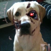 photo de profil de Kakarotto38