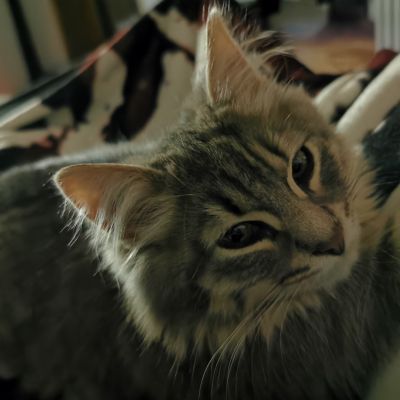 avatar