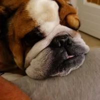 photo de profil de hbouti