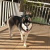 Wag-bullet