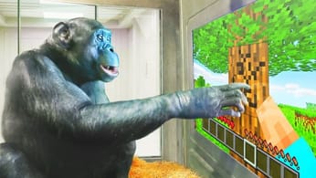 L'incroyable histoire du singe qui a appris à jouer à Minecraft : une avancée pour la recherche sur le comportement animal - Minecraft.fr