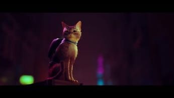 CINEMA : Stray, bientôt un film avec l'adorable chat