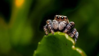 « C’est Spider-Man dans la vraie vie ! » : des scientifiques ouvrent la voie à de nouvelles perspectives en parvenant à reproduire artificiellement de la soie d’araignée