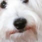 photo de profil de Aiglexis2005