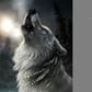 photo de profil de Loup Sage