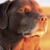 photo de profil de Nelsonjm_17