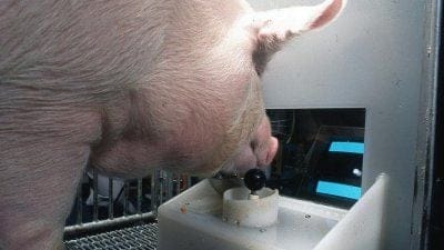 INSOLITE : même les porcs peuvent apprendre à jouer aux jeux vidéo, comme le prouve une étude étasunienne