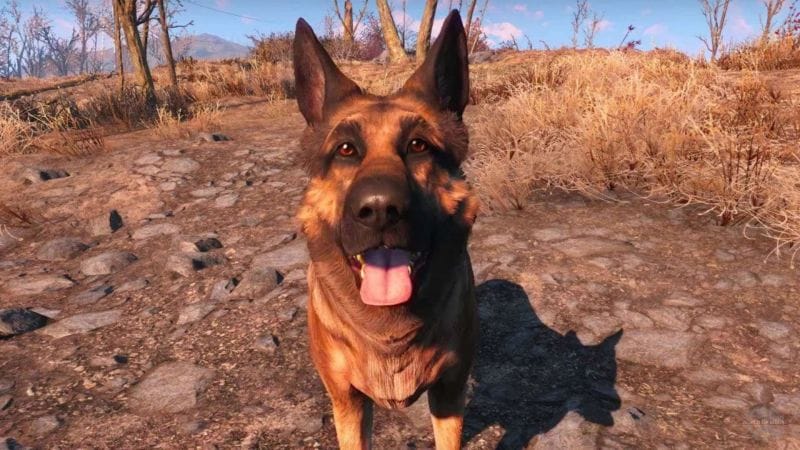 River, la chienne qui a servi de modèle à Canigou dans Fallout 4, est morte