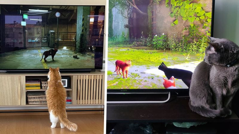 Stray : 30 chats qui adorent regarder leur humain jouer, la preuve en images