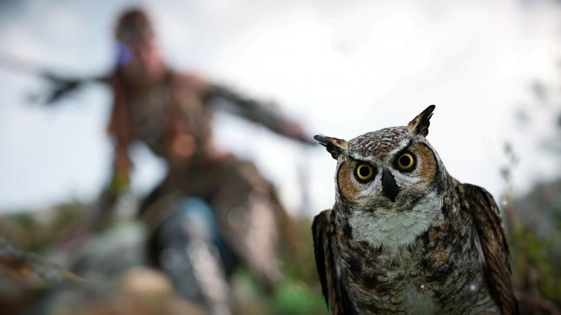 Maître Hibou