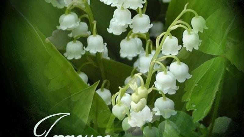 Joyeux 1er Mai à tous !
