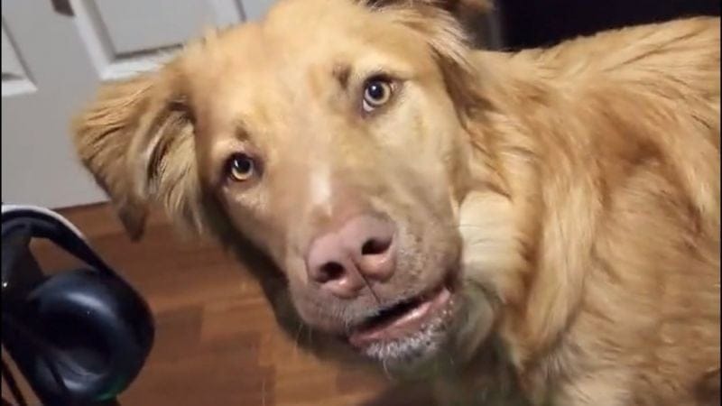 L'image du jour : Baldur's Gate 3 donne très envie à ce chien