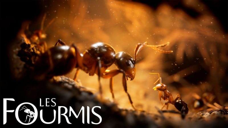 Les Fourmis, le jeu vidéo, débarquera en 2024 | News  - PSthc.fr