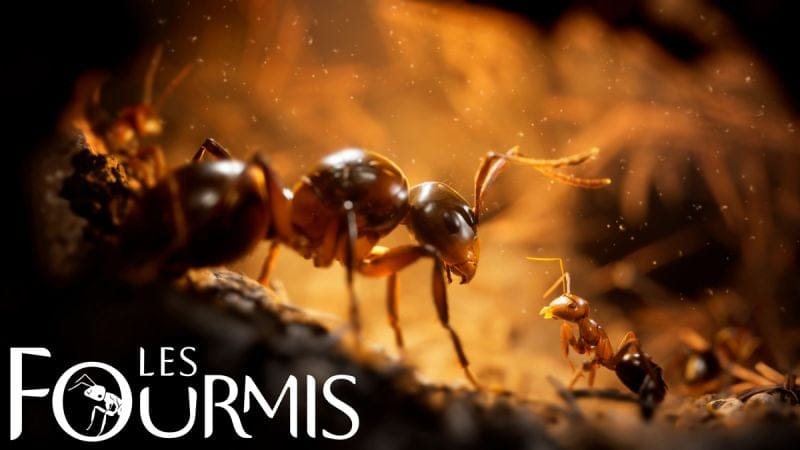 Microids donne un premier aperçu de son adaptation des Fourmis - Gamosaurus