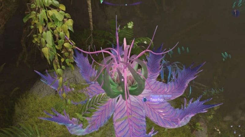 Emplacement des pousses de Tarsyu (Forêt des kinglors) - Guide Avatar Frontiers of Pandora