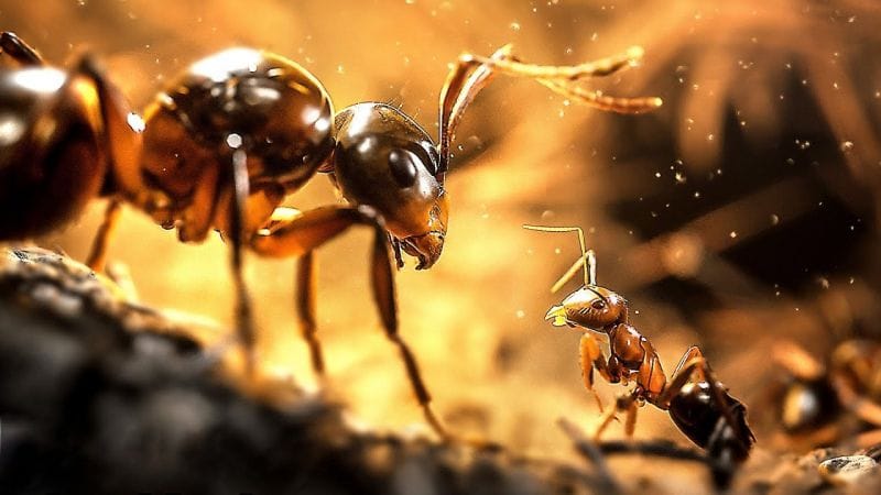 Les Fourmis pourrait bien être le jeu le plus photoréaliste de cette génération