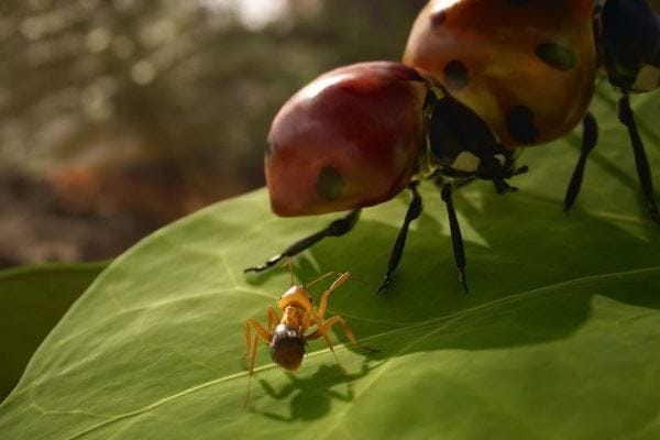 Les Fourmis : une nouvelle adaptation jeu vidéo pour le roman de Bernard Werber