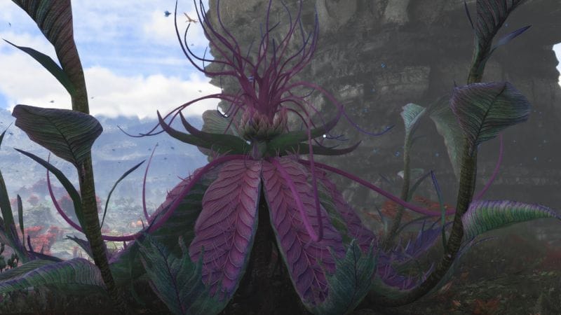 Fleur de Tarsyu de la vallée de la célébration