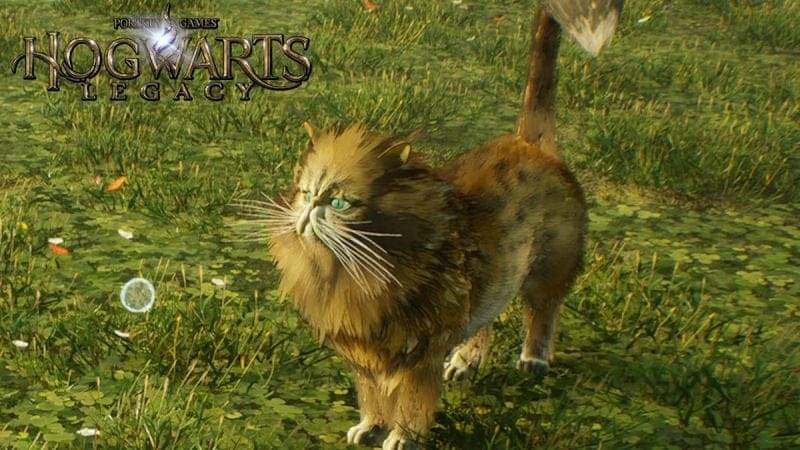 Kneazle Hogwarts Legacy : Où trouver des fléreurs ?