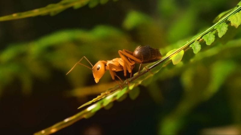 C'est l'une de mes plus belles surprises de l'année. J'ai joué au jeu Les Fourmis et je vous explique en vidéo pourquoi il faut s'y intéresser
