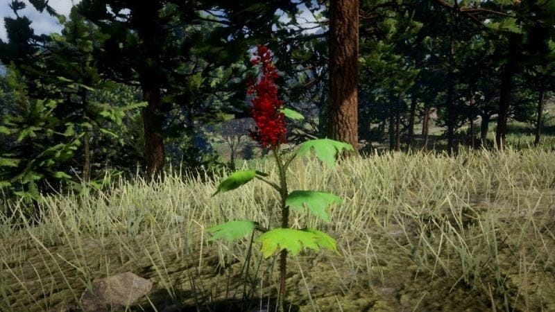 Ginseng d'Alaska Red Dead Redemption 2 : Où trouver cette plante pour compléter votre collection ?