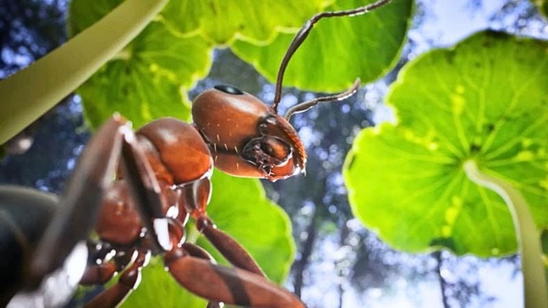 Le jeu Les Fourmis, inspiré du livre de Werber, est absolument incroyable