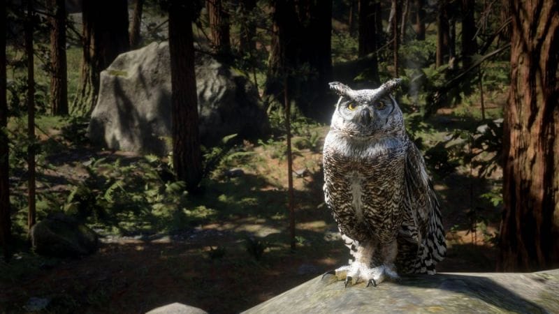Bubo de Californie Red Dead Redemption 2 : Où trouver ce petit oiseau ?