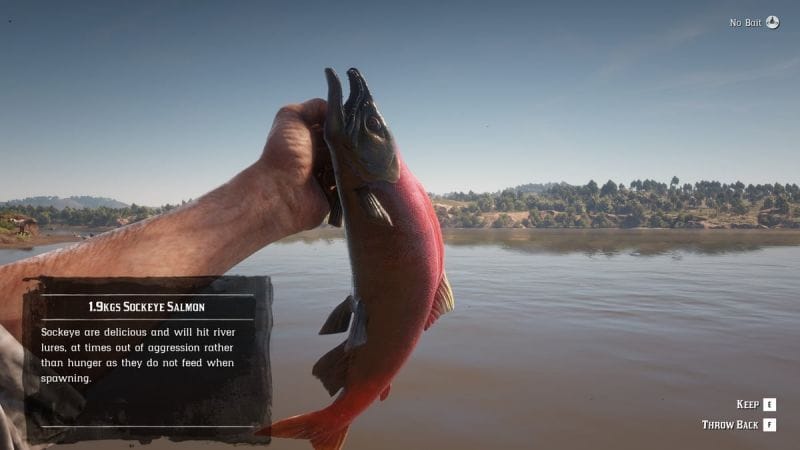 Saumon rouge Red Dead Redemption 2 : Où attraper ce poisson ?