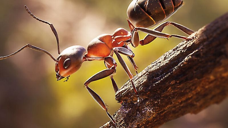 Test Les Fourmis : et si c'était le premier chef d'oeuvre de Microids ?