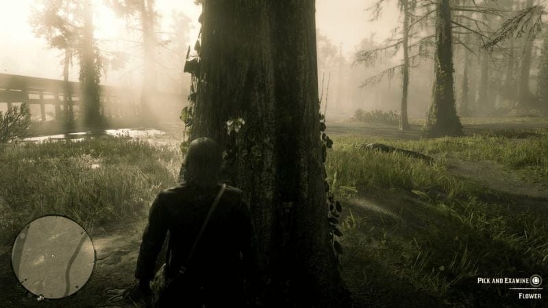Dame de la nuit Red Dead Redemption 2 : Où trouver cette fleur ?