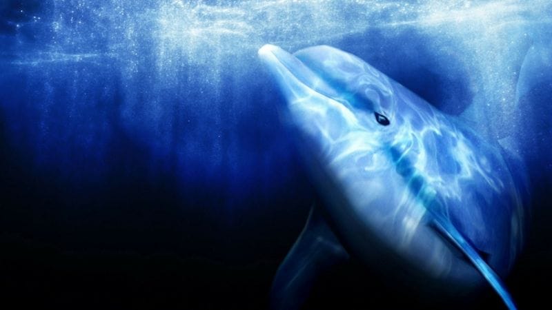 Ecco the Dolphin : Sega pourrait ramener la licence culte