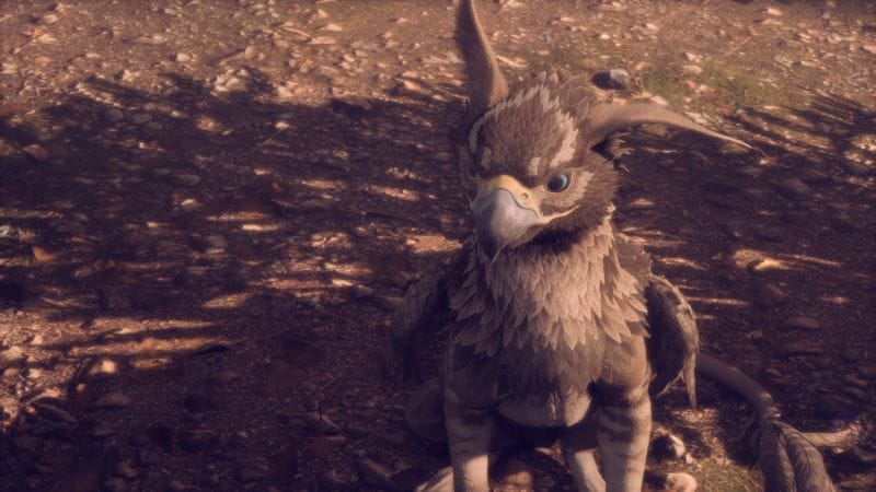 Comment entraîner un Griffon