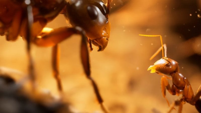 Les Fourmis (Empire of the Ants)