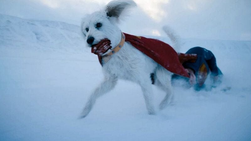 James Gunn montre un clip réconfortant de son chien regardant Krypto dans un film. Superman