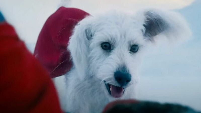 Le film Superman fait exploser les adoptions de chiens, et ce n'est pas forcément une bonne nouvelle