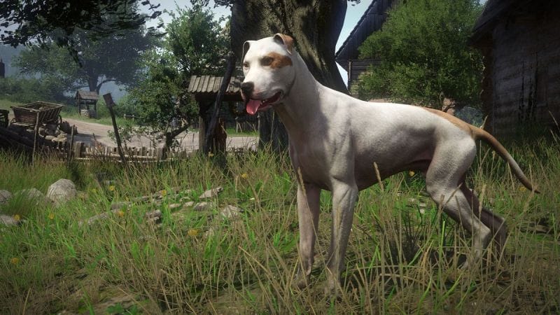 Cabot Kingdom Come Deliverance 2 : Comment récupérer son chien ?
