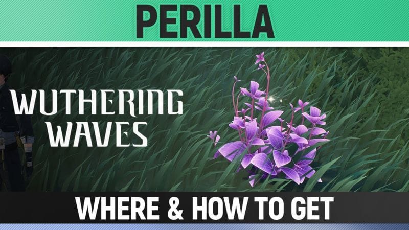 Wuthering Waves - Perilla - Where & How to get
