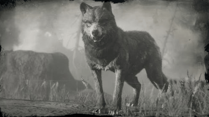 Loup légendaire Red Dead Redemption 2 : Position, ressources, artisanat... Où trouver cet animal légendaire ?  - Soluce Red Dead Redemption 2, guide complet - jeuxvideo.com