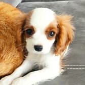 photo de profil de gemalaca17