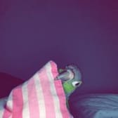 photo de profil de SouCha348