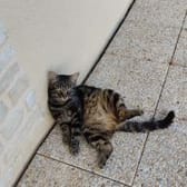 photo de profil de Papiercolobonbon