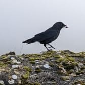 photo de profil de YannBerthalon