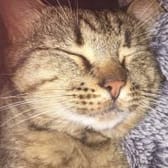photo de profil de Toto2f