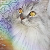 photo de profil de Strawberrymilk