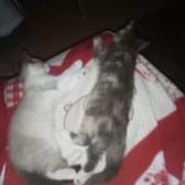 photo de profil de LuNaTiK_donordt