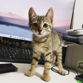 photo de profil de qadipal