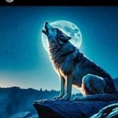 photo de profil de Loup_341