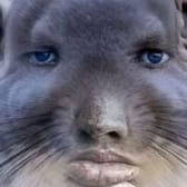 photo de profil de Aplat_rare