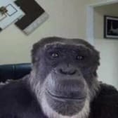 photo de profil de ZerefDragnir92