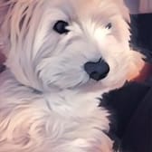 photo de profil de Tomigun